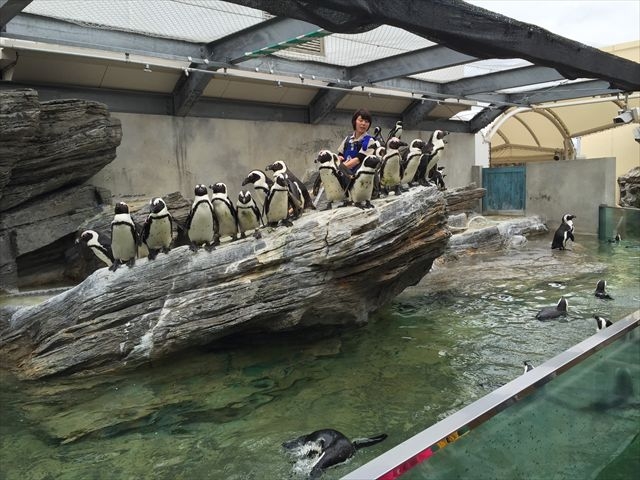 サンシャイン水族館のペンギンフィーディング