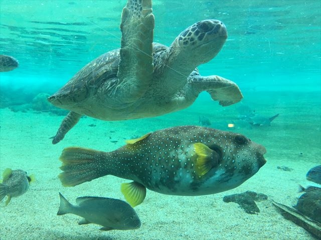 ���l�E���i���V�[�p���_�C�X���ӂ̂������߃z�e��