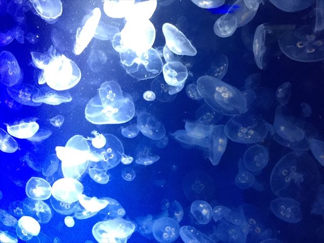 ���ΐ����ق̃x�r�[�J�[�Ή��T�[�r�X