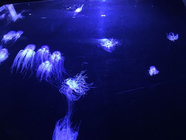 ���ΐ����ق̃x�r�[�J�[�Ή��T�[�r�X